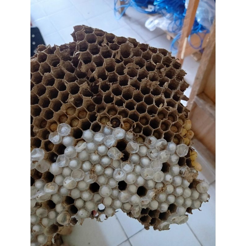 Jual Tabuan/sarang tawon/Tabuan kalubut | Shopee Indonesia