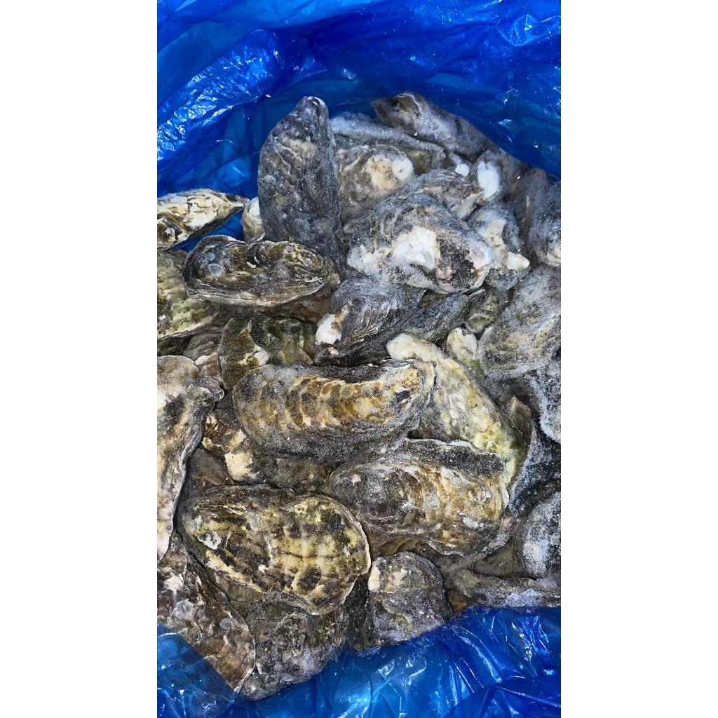 Jual Frozen Oyster Whole Shell / Kerang Tiram Beku Utuh 1kg | Shopee ...