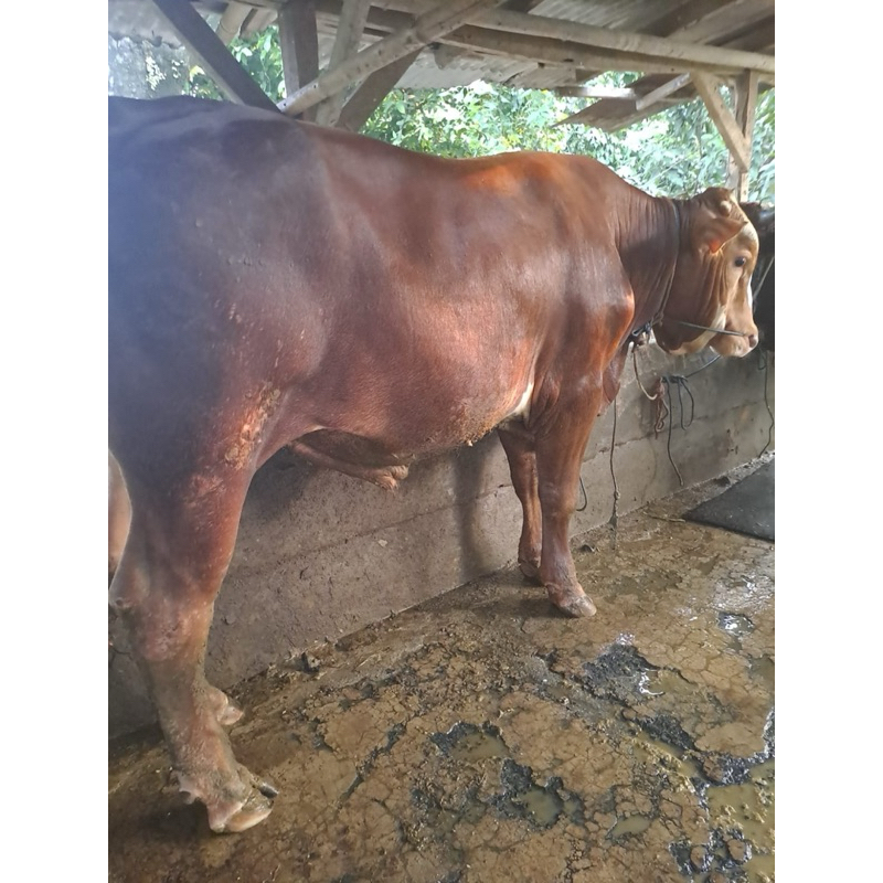 Jual sapi qurban hidup sapi hidup jumbo | Shopee Indonesia