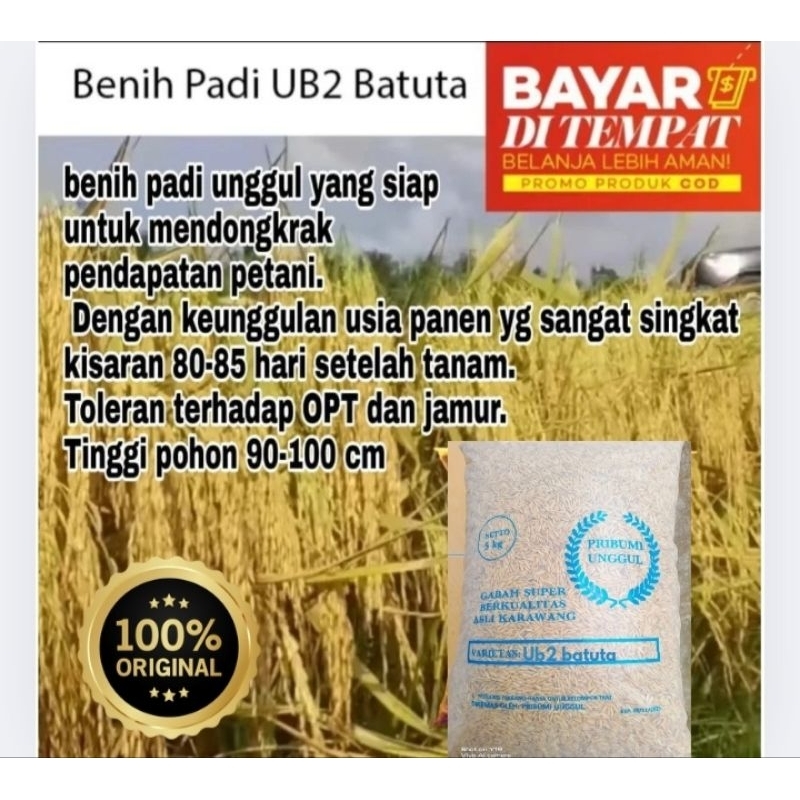 Jual BENIH PADI UB2 BATUTA ORIGINAL UNGGUL BERKUALITAS TINGGI KEMASAN ...