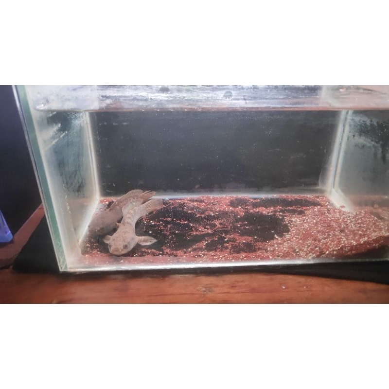 Jual Channa Limbata Pair sudah proven | Shopee Indonesia