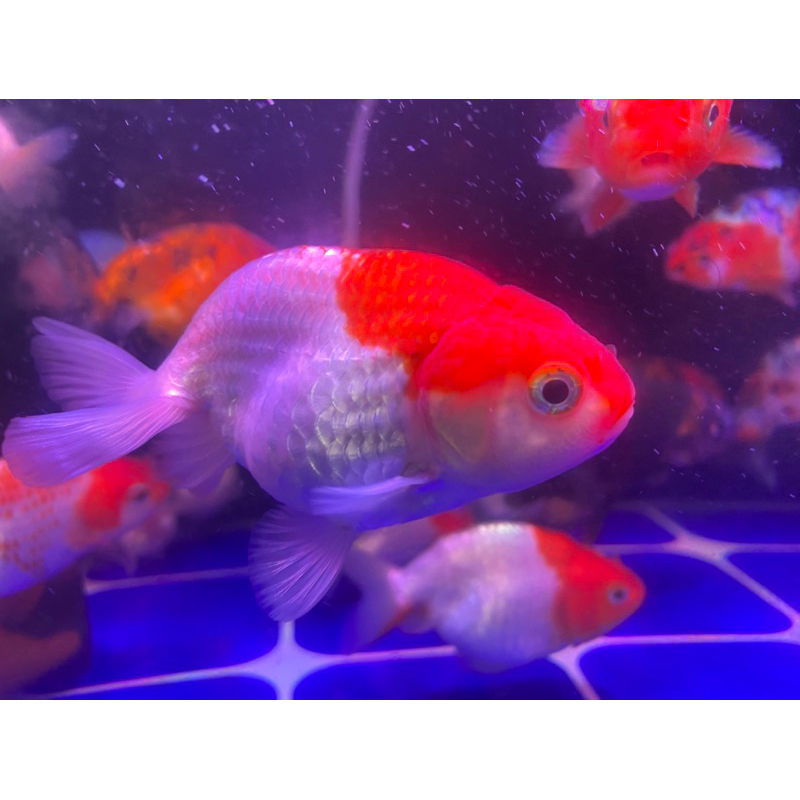 Jual koki rancu ukuran Remaja 8-9 cm | Shopee Indonesia