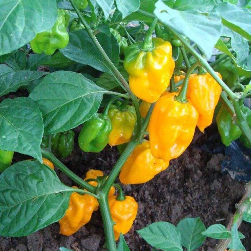 Jual 50 biji Bibit Cabai Setan Kuning (Pedes Ekstrim/Buah Lebat/Hiasan ...