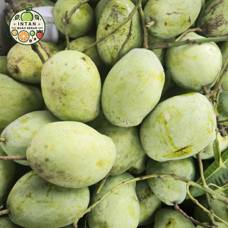 Jual Buah Mangga Indramayu 1 Kg Cengkir Request mentah/matang ( Cocok ...