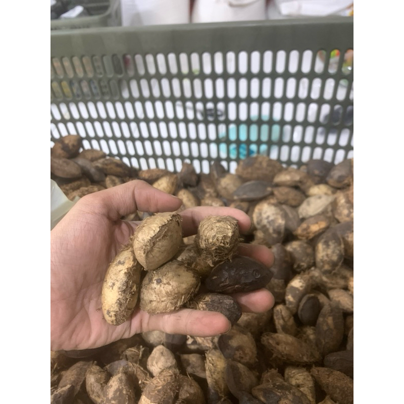 Jual Biji Ketapang Kering Super Bersih Makanan Burung Kakatua Raja ...