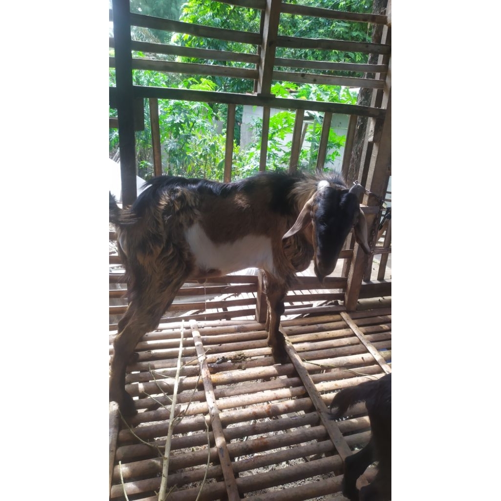 Jual kambing bandot Harga Terbaik & Termurah April 2026 | Shopee Indonesia