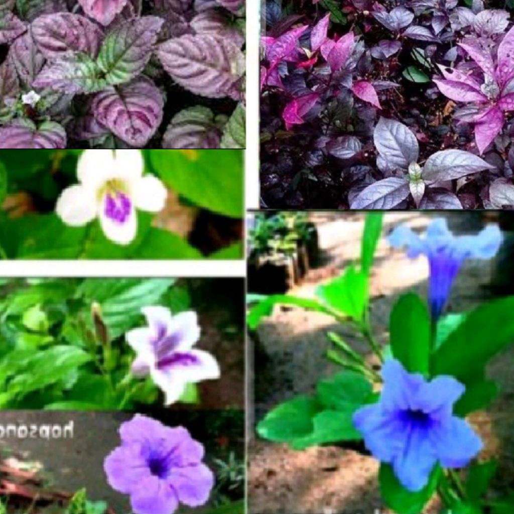 Jual stek/benih & tanaman herbal Rumput Israil Asystasia Daun saraf ...