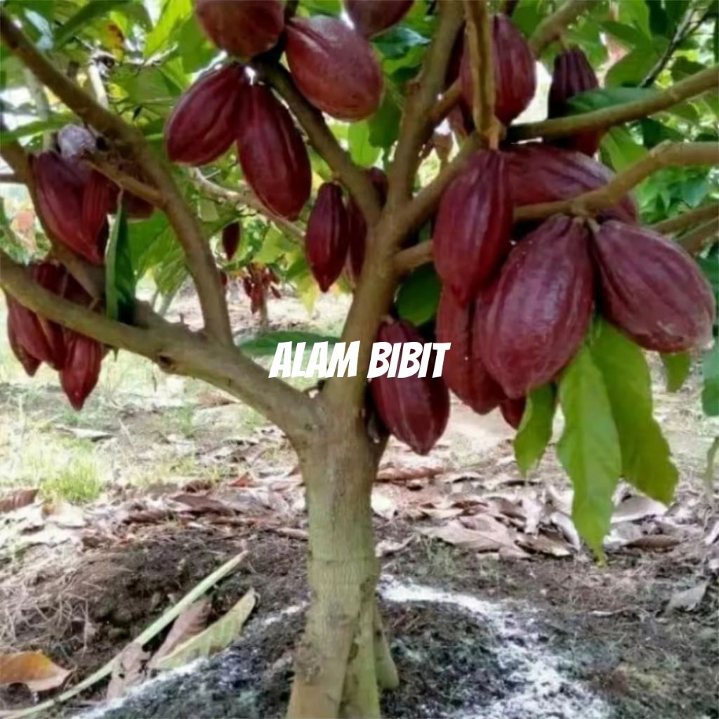 BIBIT COKLAT KAKAO MCC 02 SUPER (BELI 5 GRATIS 1)
