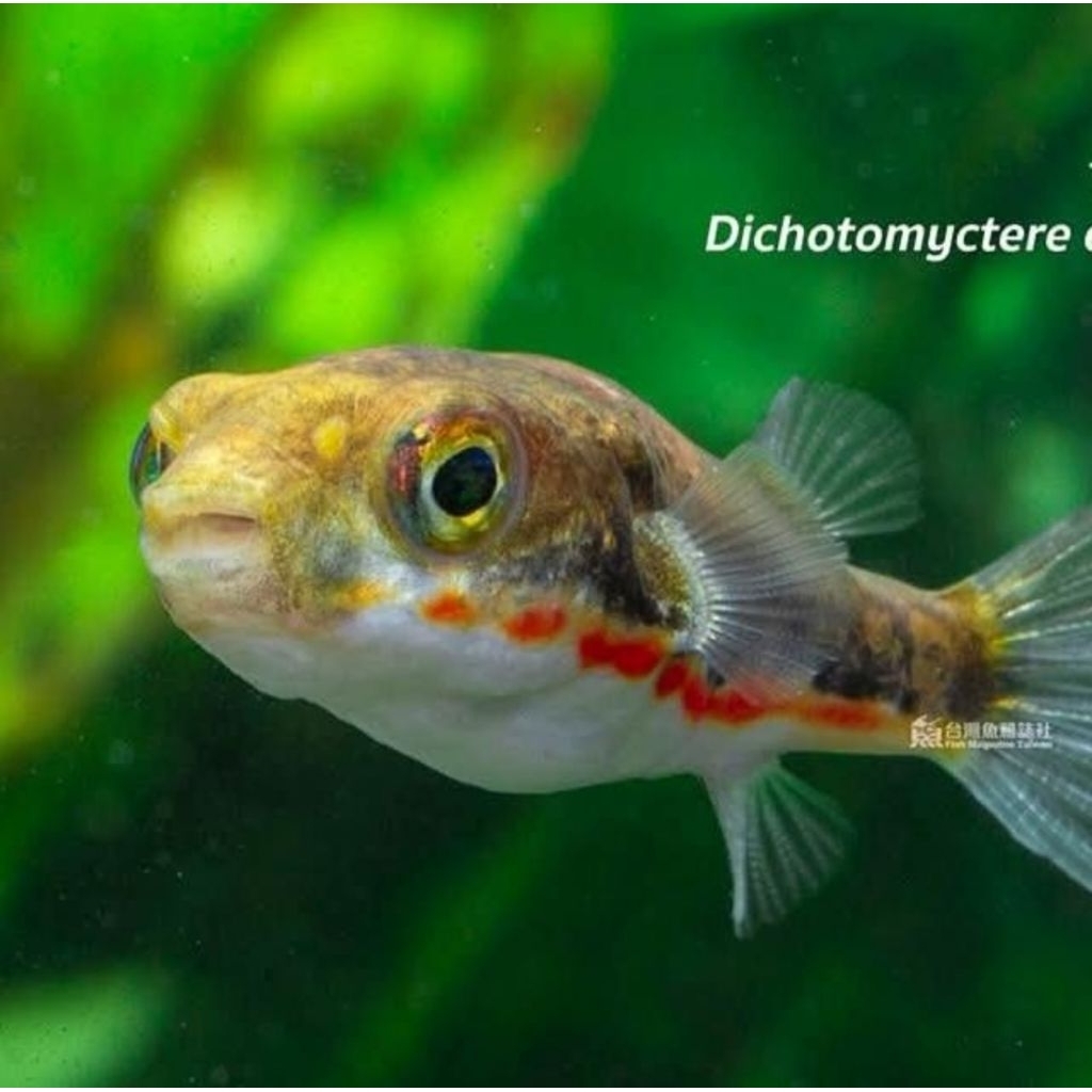 Jual Buntal Api | Dichotomyctere Erythrotaenia | Samurai Pufferfish ...