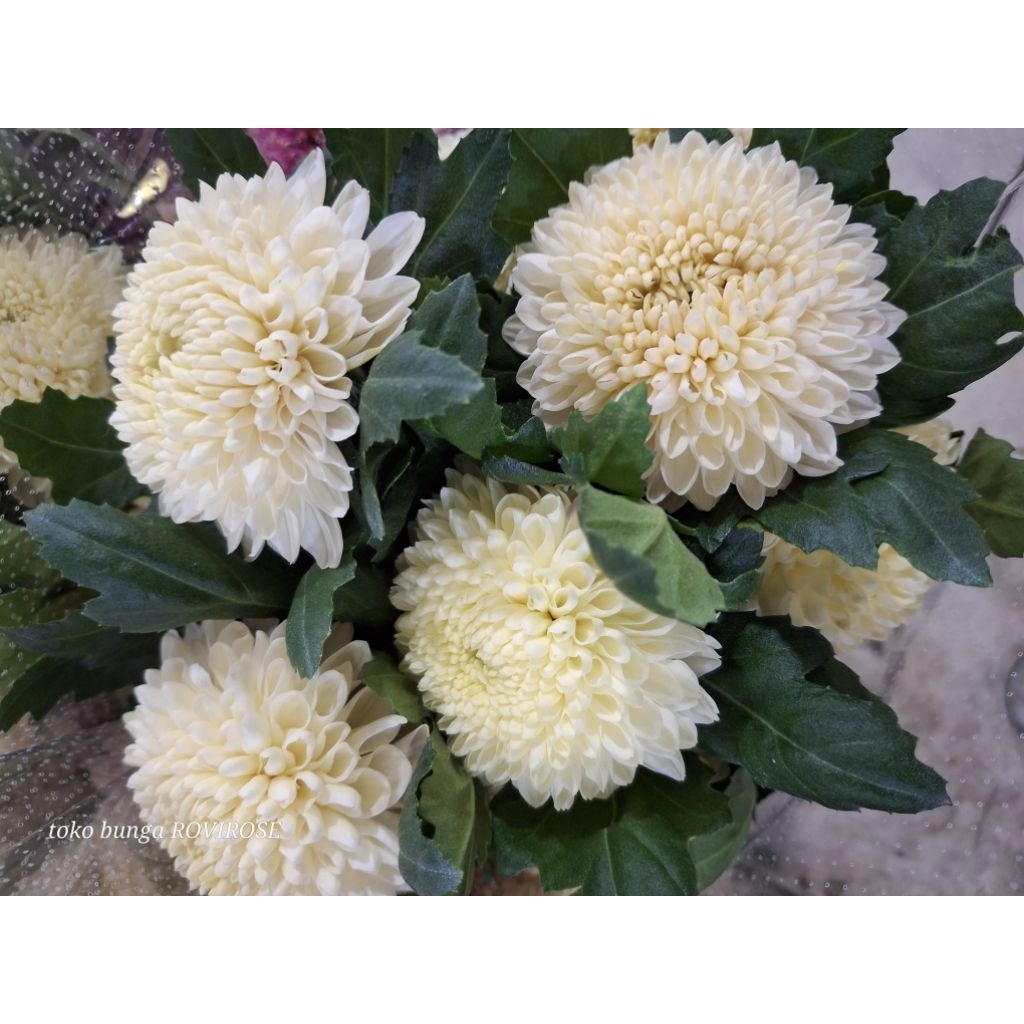Jual bunga gompi premium bunga segar. by ROVIROSE | Shopee Indonesia