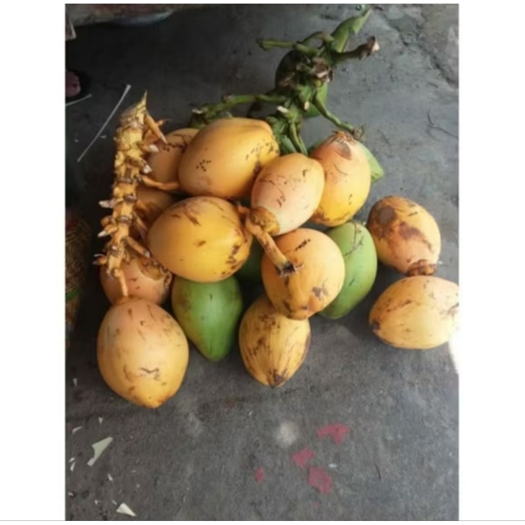Jual cengkir kelapa/kelapa cengkir | Shopee Indonesia