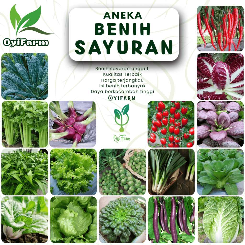 Bibit Sayuran Benih Sayur Selada Brokoli Kangkung Bayam Seledri Kubis BungaKol Pakcoy Caisim Kailan