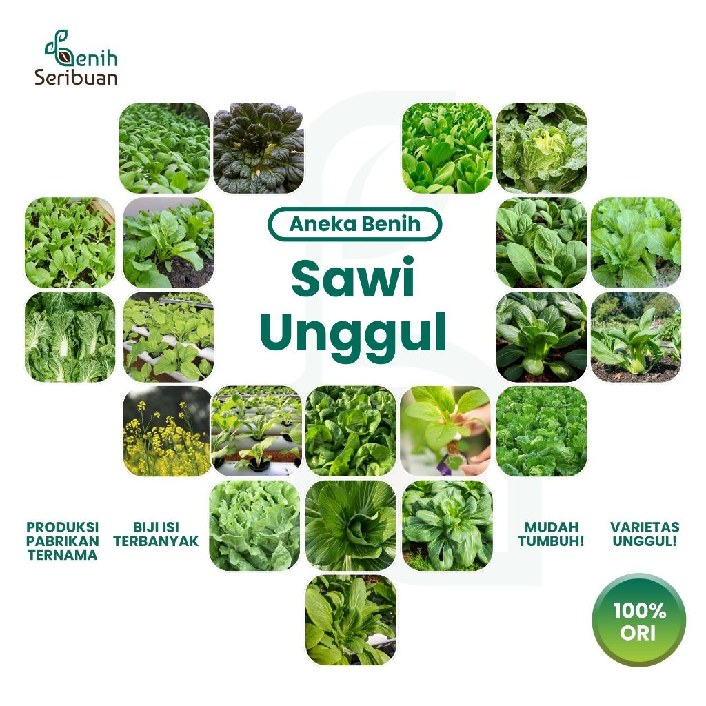 BENIH SERIBUAN - Aneka Bibit Sawi Sawian Tanaman Sayur Sayuran Hidroponik Varian Unggulan