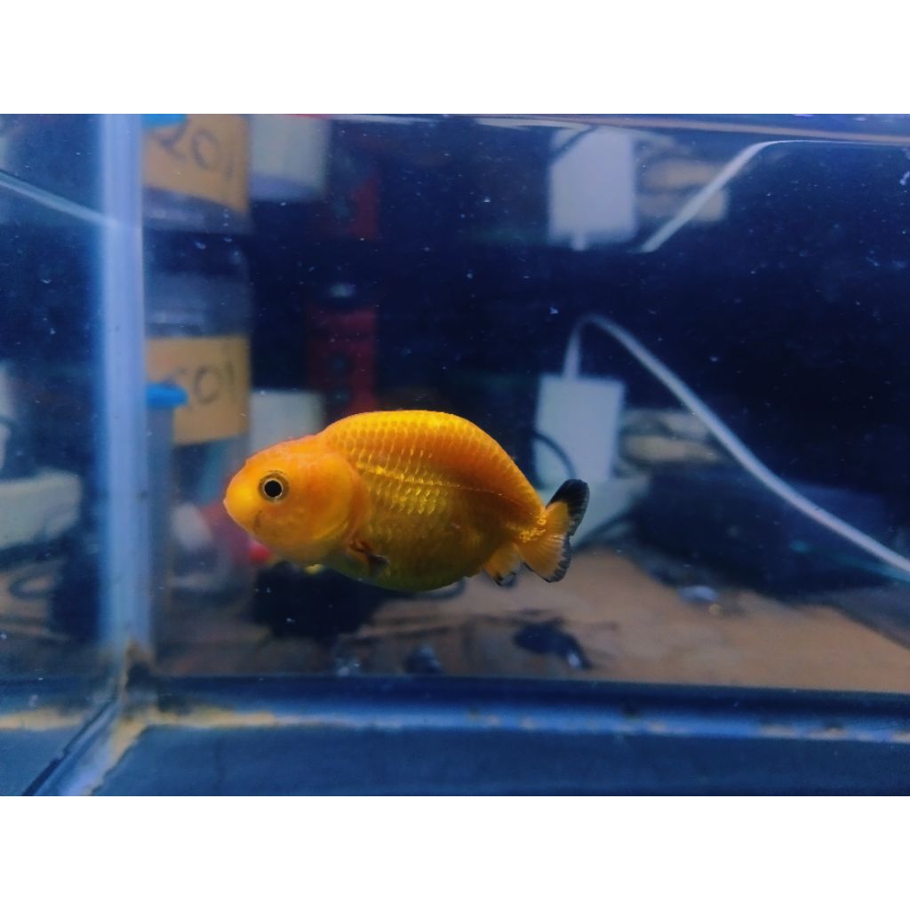 Jual koki ranchu Tiny tail bahan black gold (A) | Shopee Indonesia