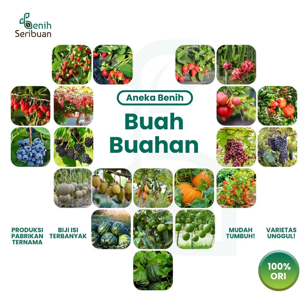 BENIH SERIBUAN - Aneka Bibit Buah Buahan Hibrida Varian Unggulan
