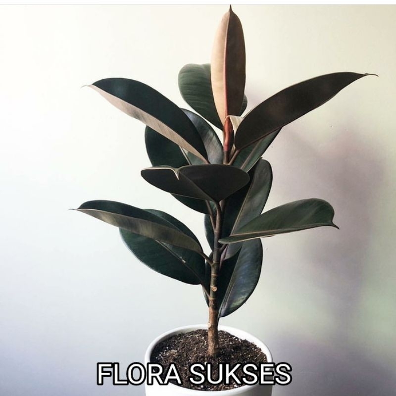 Bibit Tanaman Pohon Karet Kebo Tanaman Hias Rubber Plant Bisa Untuk Stroke Elastica