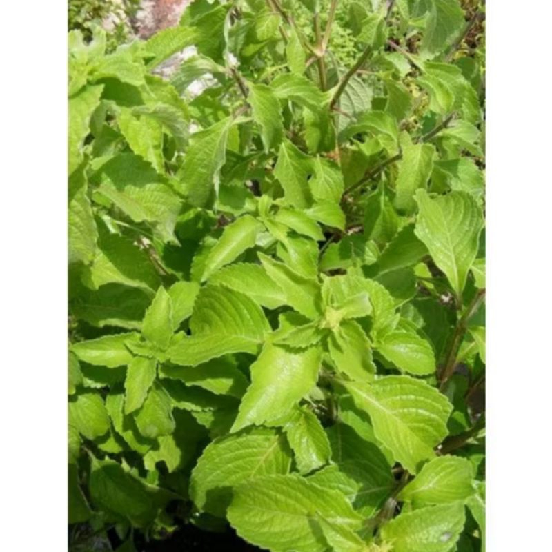 Jual 25 gram Daun ruku ruku padang segar | Shopee Indonesia