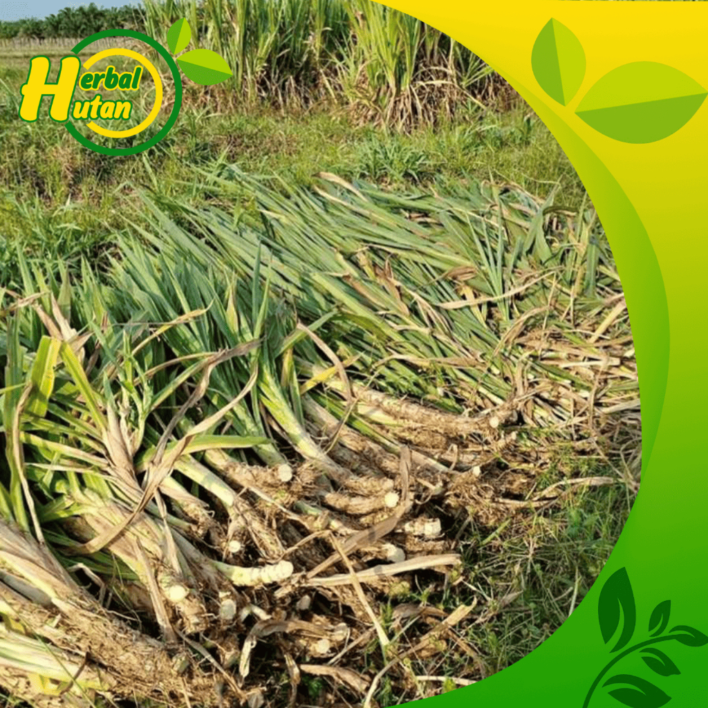 Jual Bibit Rumput Odot Super 5 kg Murah Pakan Ternak | Shopee Indonesia