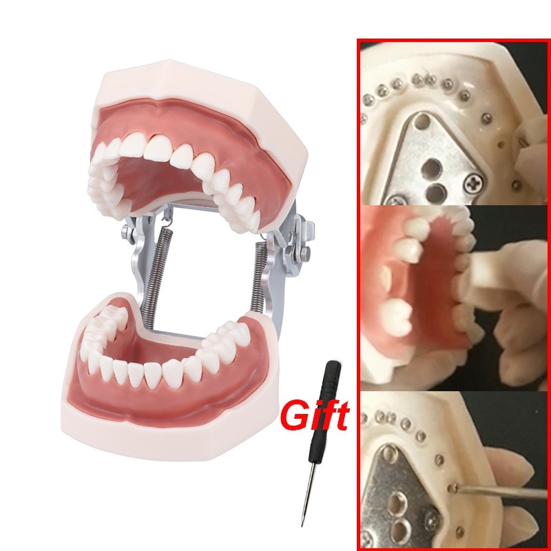 Jual Teeth Model For Dental Technician Practice Training Jaw Typodont ...