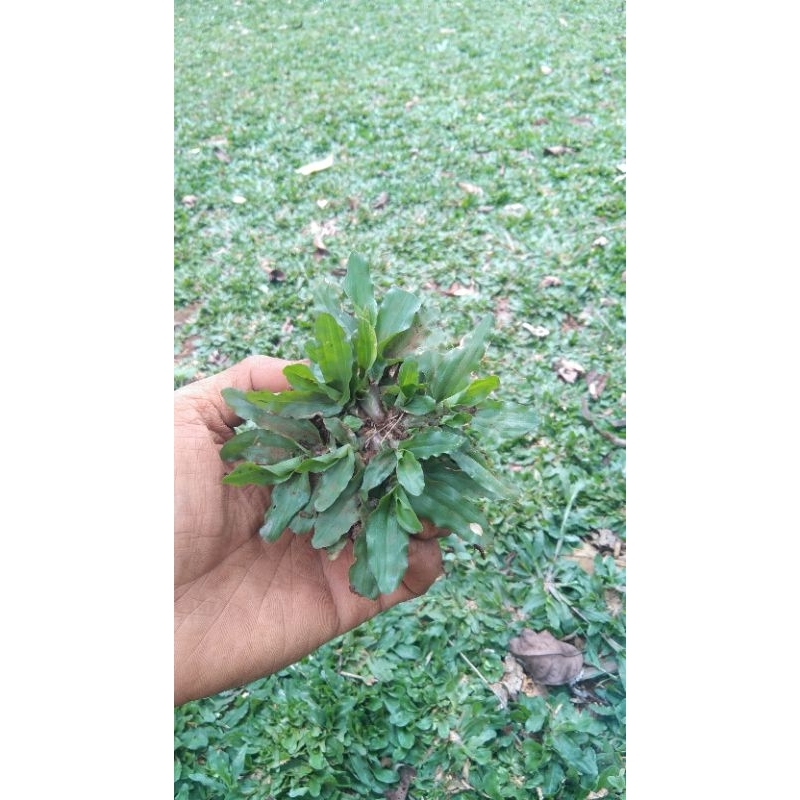 Jual rumput gajah mini daun Besar harga persobek/per akar | Shopee ...