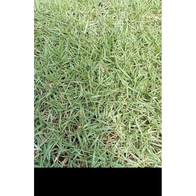 Jual Kebun hemat-paket 10 lembar rumput jepang/peking hidup | Shopee ...