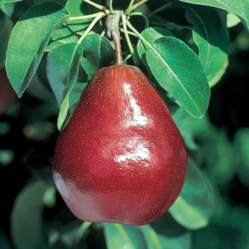 Jual PEAR RED ANJOU - PEAR MERAH - SUKABUAH | Shopee Indonesia