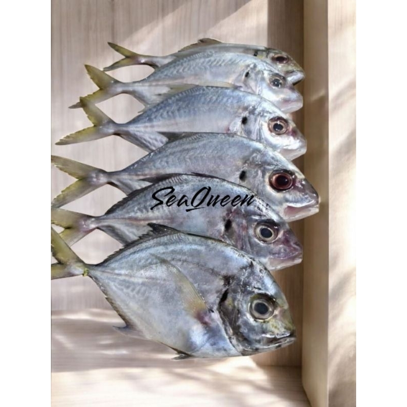 Jual Ikan Kuwe Segar Langsung dari kawasan perikanan!!! | Shopee Indonesia