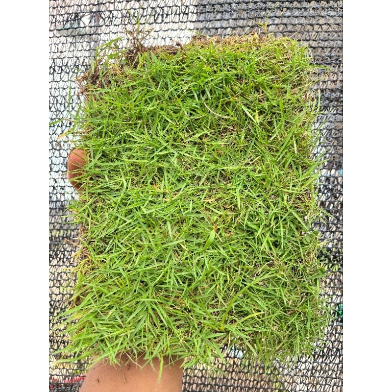 Jual KEBUN RAYA - Paket 32 Lembar Rumput Jepang Hidup Ukuran 15×15 cm ...