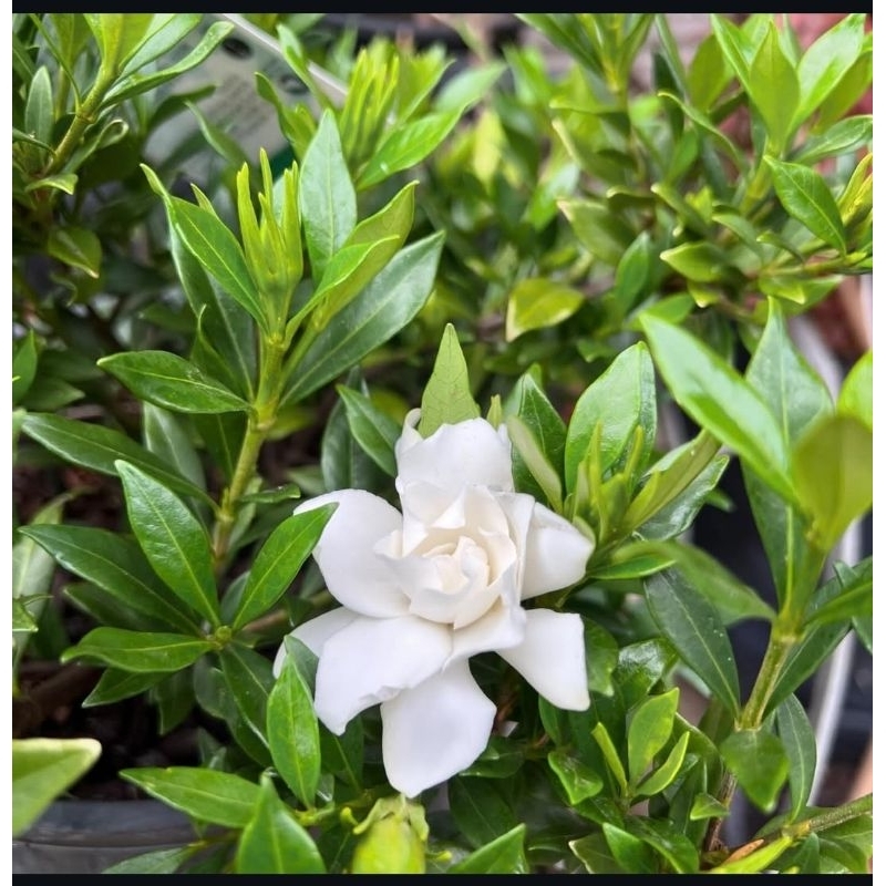 Jual Gardenia Radican atau Kacapiring Mini. berbunga wangi | Shopee ...