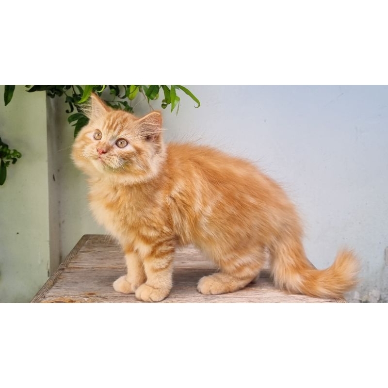 Jual KUCING PERSIA MEDIUM JANTAN 4 BULAN RED MARBLE | Shopee Indonesia