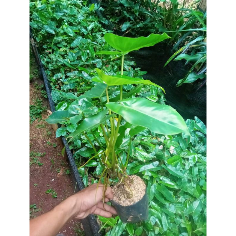 TANAMAN HIAS BREKELE HIJAU / BREKELE IJO - TANAMAN HIAS INDOOR DAN OUTDOOR