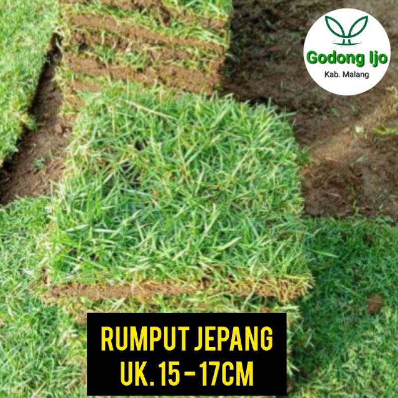 Jual rumput jepang perkotak /rumput peking ukuran 15x15cm-17x17cm untuk ...
