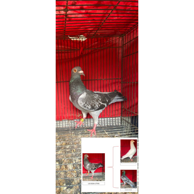 Jual Merpati pos sepasang jodohan (warna Tritis BC & megan BB)n ...
