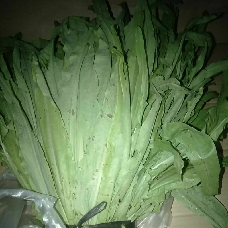 Jual Selada Wangi Siomak / Selada Cina segar | Shopee Indonesia