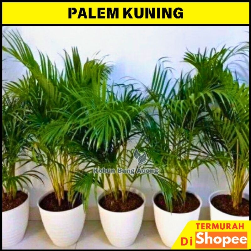 Jual pohon palm kuning rumpun tanaman hias palem kuning rumpun | Shopee ...