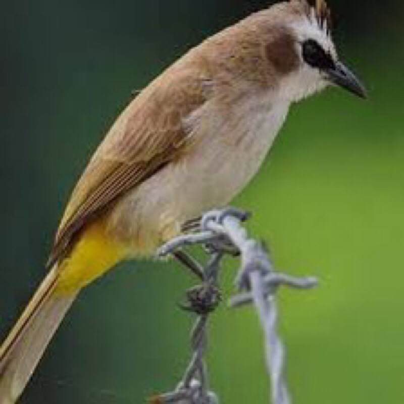 Jual Burung Trucukan Terlengkap & Harga Terbaru Juni 2026 | Shopee ...