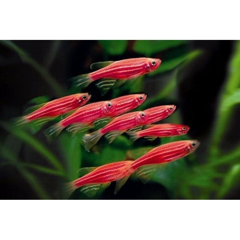 Jual Perlengkapan Aquarium/Red Danio/Ikan hias Zebra dario merah ...