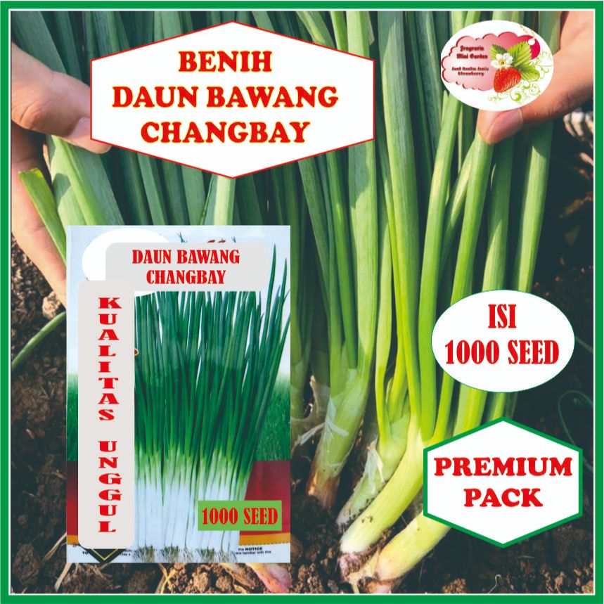 BENIH DAUN BAWANG CHANGBAY ISI 1000 BIJI
