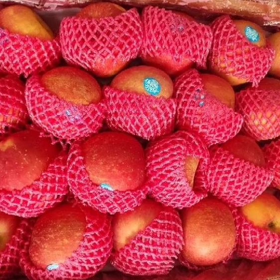 Jual [KIRIM INSTAN/SAMEDAY] Apel Fuji RRC Manis Segar Garing 1kg ...