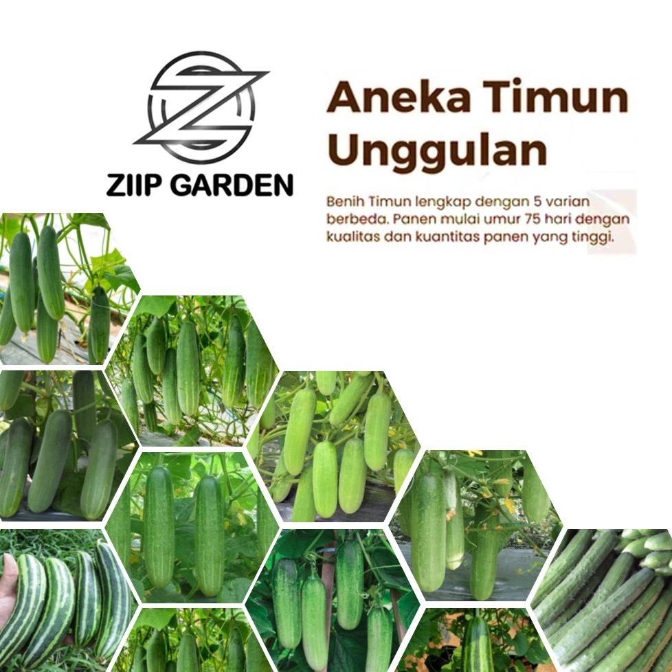 Benih Timun Hibrida Sayuran Unggul