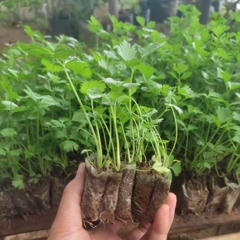 DIARY PETANI - Bibit Seledri Amigo Siap Tanam