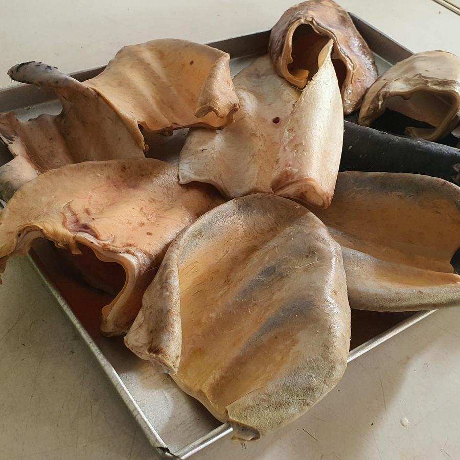 Jual KUPING, TELINGA SAPI / COW EAR | Shopee Indonesia
