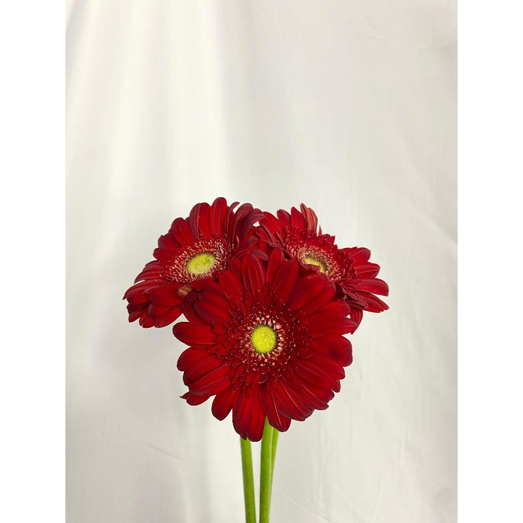 Jual Bunga Garbera Asli Fresh Flower / Aneka Bunga Potong Warna Merah ...
