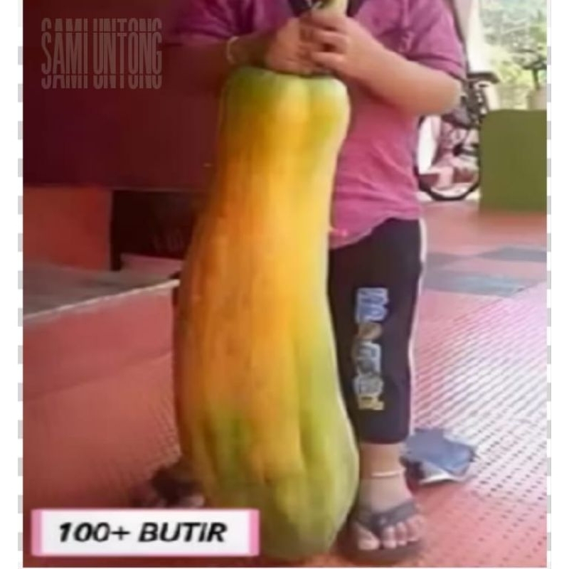 Jual 100 BUTIR BIJI BENIH PEPAYA HIBRIDA F1 KINGLAND SUPER | Shopee ...