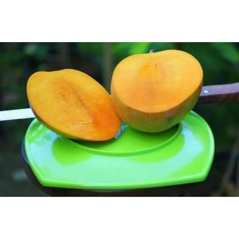 Jual Bibit Pohon Mangga R2E2 / Mangga Import / Varietas Mangga Unggulan ...