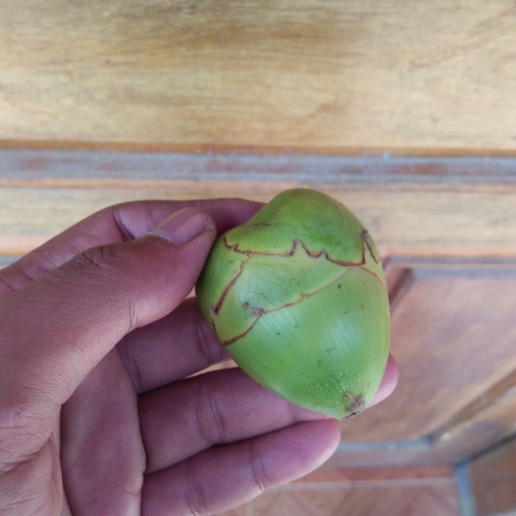 Jual Beluluk kelapa / cengkir kelapa | Shopee Indonesia