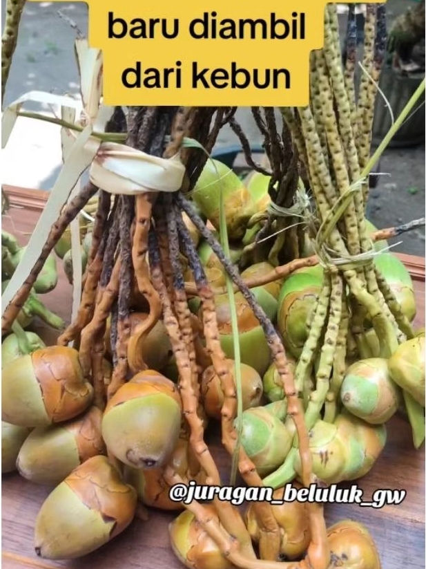 Jual Bluluk Pentil Kelapa Muda Kecil Fresh Bluruk Tembuluk Obat Herbal ...