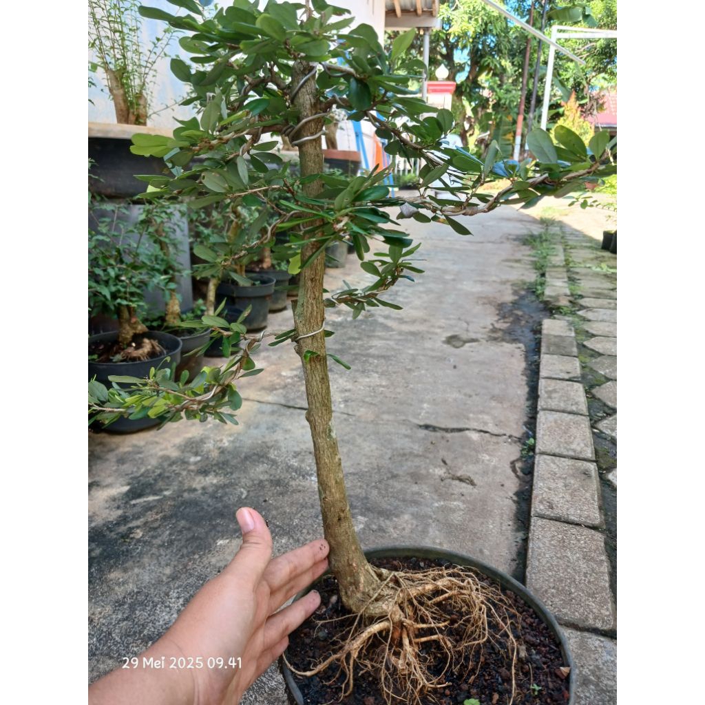 Jual saeng simbur ungu bahan bonsai | Shopee Indonesia