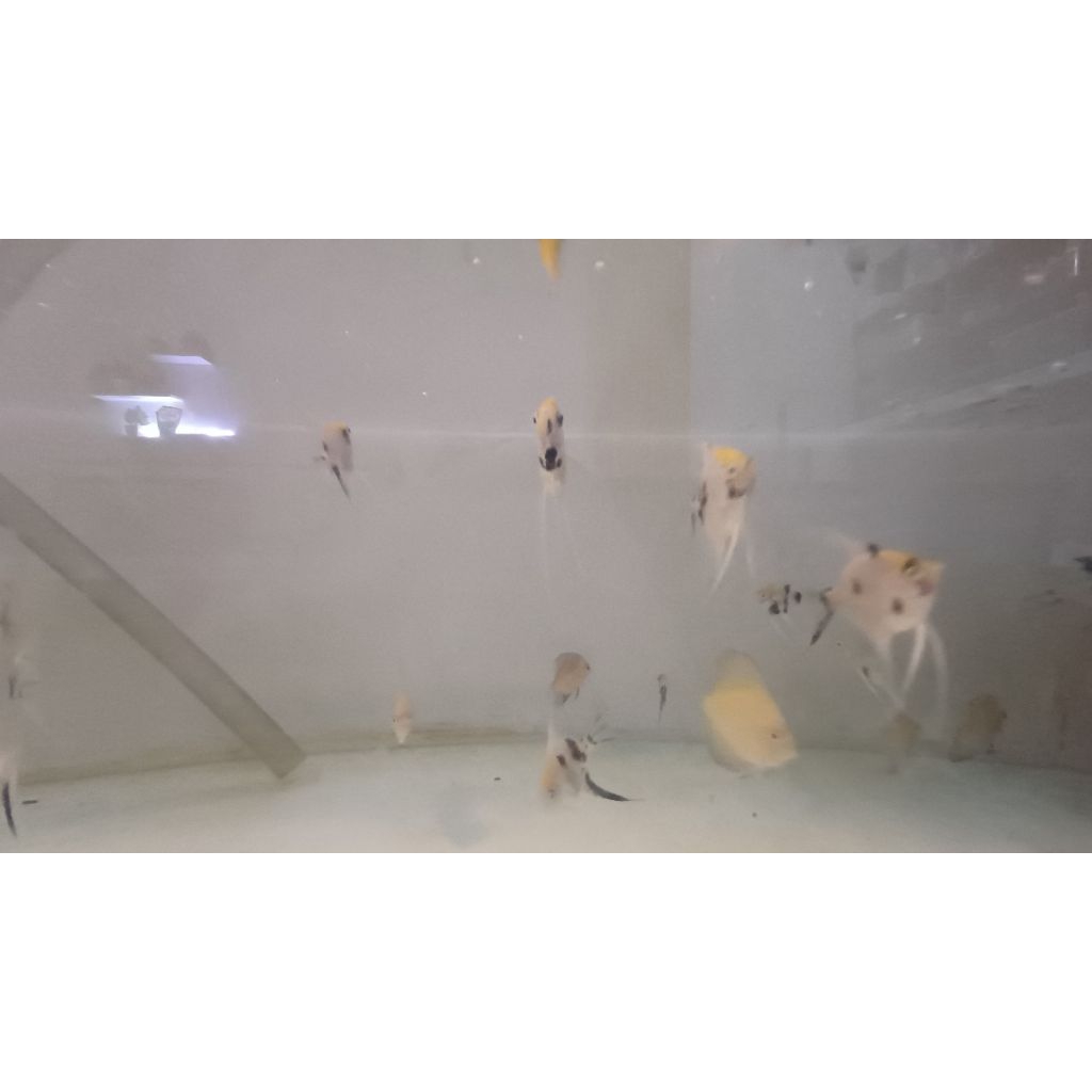 Jual Ikan Manfish Tri Colour | Shopee Indonesia