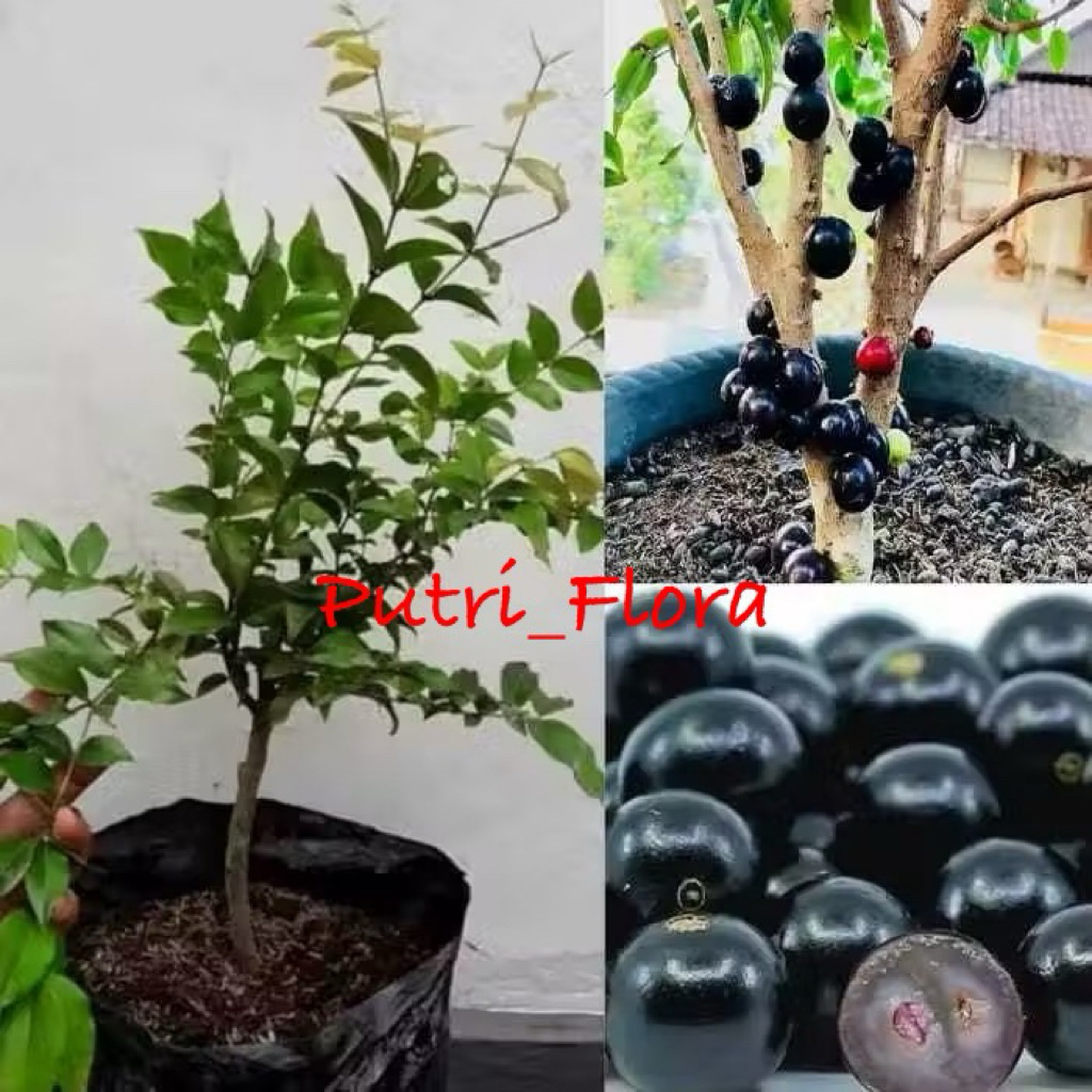Bibit Tanaman Buah Anggur Brazil ASLI Bibit Tanaman Anggur Brazil Murah ASLI (ANGGUR BRAZIL PRECO)
